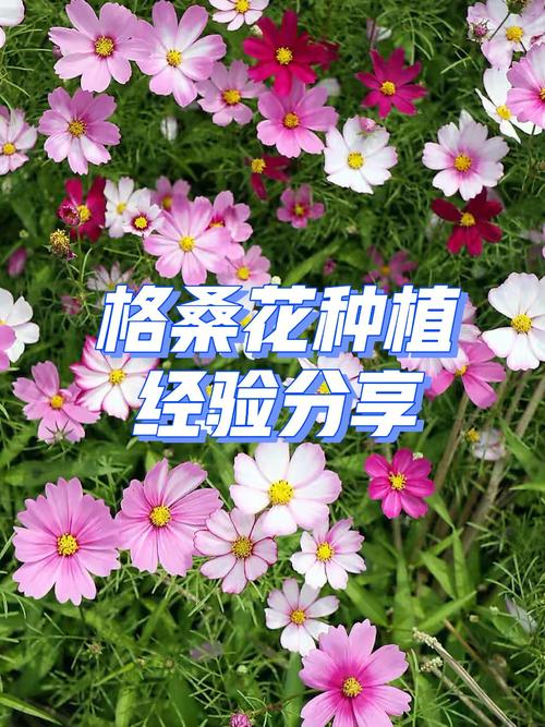 波斯菊怎么种植方法（波斯菊种植方法）