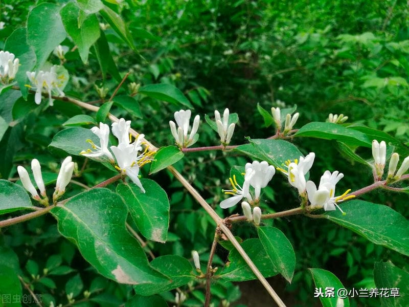 金银花叶片发黄是怎么回事（金银花叶子发黄是什么原因引起的）