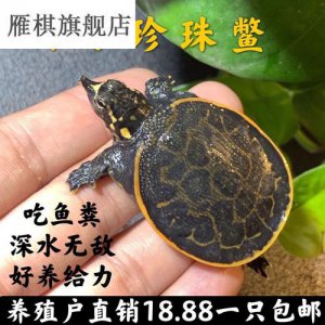 ​鱼缸怎么养珍珠鳖（家庭水族箱养小鳖）