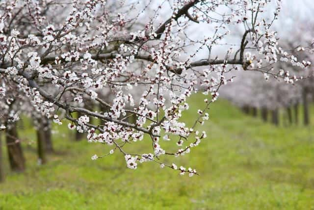 新年伊始是什么意思是什么（新年伊始是啥意思）