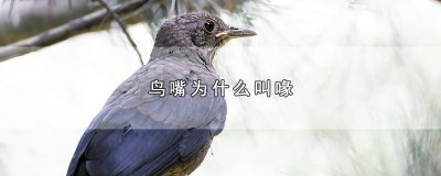 ​鸟嘴为什么叫喙，鸟嘴叫喙的原因