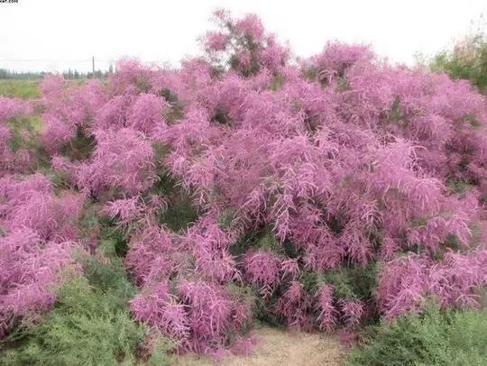 红柳是什么植物(红柳的寓意和象征)