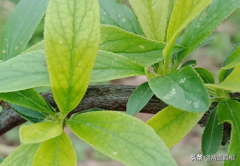 天道酬勤是啥意思（天道酬勤的真正含义）