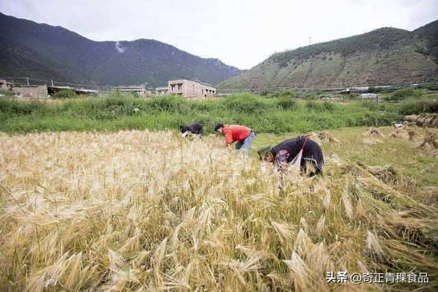 大麦和小麦有啥区别-（麦芒是什么）