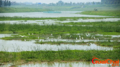 ​湿地有什么作用  湿地有哪些功能