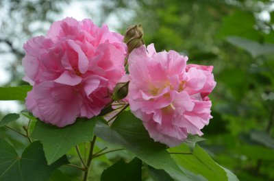 ​芙蓉花图片 芙蓉花的寓意和象征