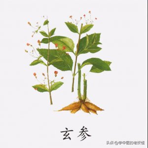 ​元参功效与作用（每日一药——玄参）