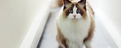 ​猫咪打滚是什么意思 猫咪用头使劲拱人怎么回事