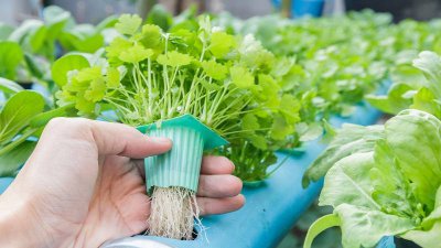 ​水培蔬菜种植设备 阳台水培蔬菜怎么种植