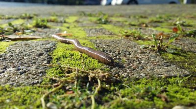 ​这个不起眼的小生物，可能是粮食生产的“大功臣”