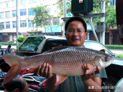 ​鲮鱼喜欢吃什么味型的饵料（土鲮鱼的觅食习性和垂钓技巧）