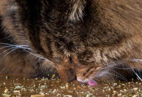 猫咪能吃猫薄荷吗 猫多大能吃猫薄荷