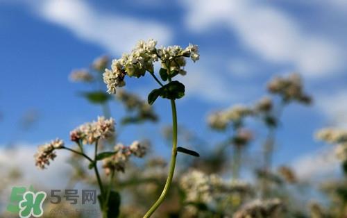 胃不好可以吃荞麦吗?胃不好吃荞麦会怎么样