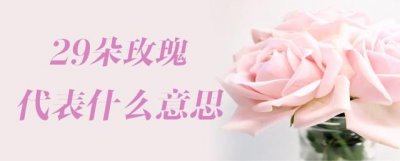 ​29朵玫瑰代表什么意思