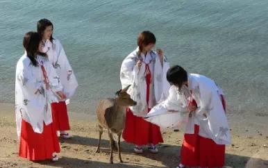 日本神社的巫女都是做什么的?