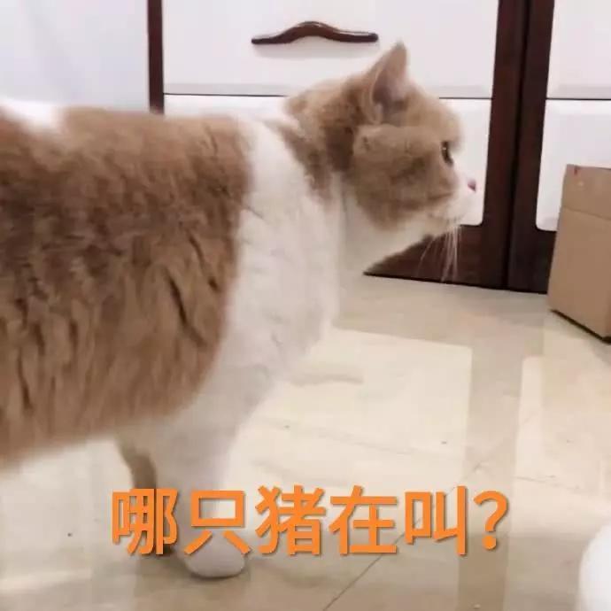 蜜桃猫咪表情包：你说什么就是什么，反正我听不懂人话