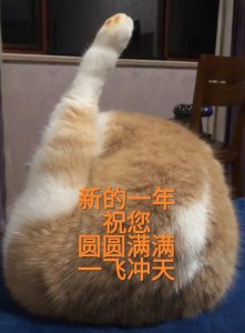 ​蜜桃猫咪表情包：你说什么就是什么，反正我听不懂人话