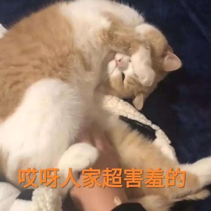 蜜桃猫咪表情包：你说什么就是什么，反正我听不懂人话