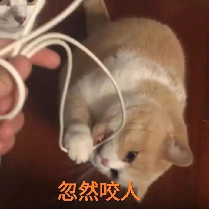 蜜桃猫咪表情包：你说什么就是什么，反正我听不懂人话