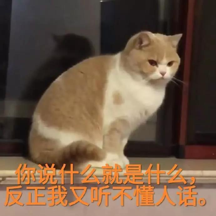 蜜桃猫咪表情包：你说什么就是什么，反正我听不懂人话