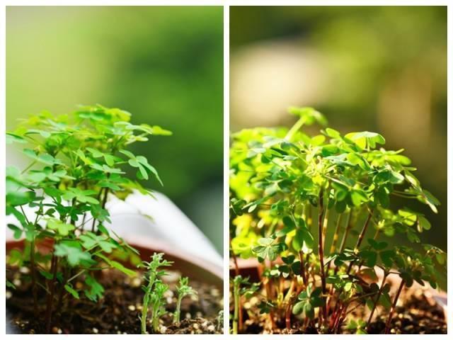 乡下农村路边常见的，野菜醡浆草，也叫酸溜溜，你吃过吗