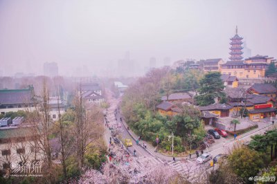 ​自从在网上看到鸡鸣寺樱花大道的照片