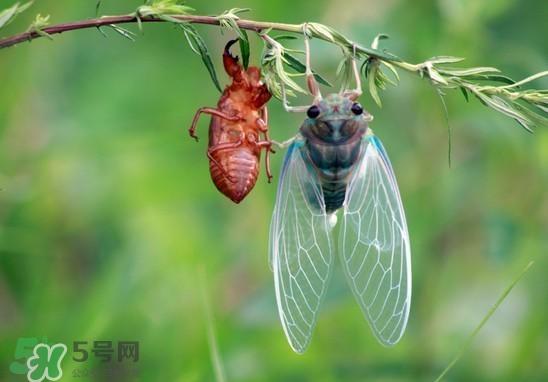 金蝉什么时候出来？金蝉什么时候出土？