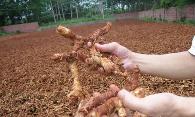 ​卤菜香料良姜在卤水调料中的作用与用量