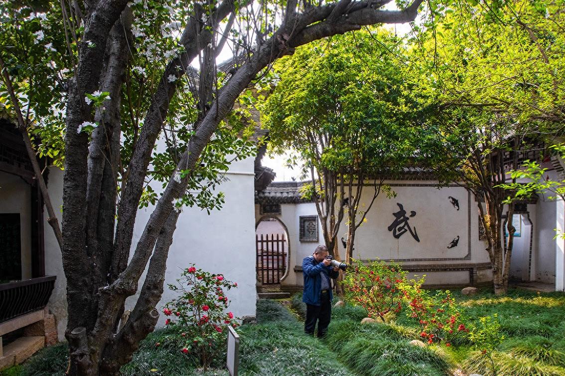 北京中南海西花厅的海棠树在邓颖超祖居开花了，她原来是光山人呀