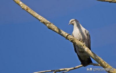 ​斑林鸽百科知识，中国鸠鸽科之一