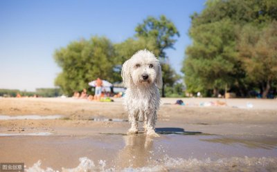 ​长毛犬究竟有多可爱？看“马耳他犬”就知道了