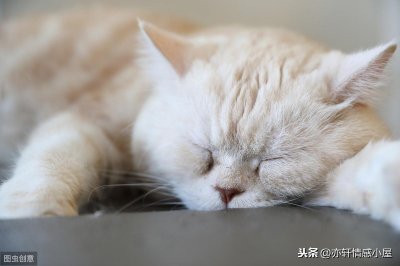 ​为什么男不养猫，女不养狗？道理很深刻