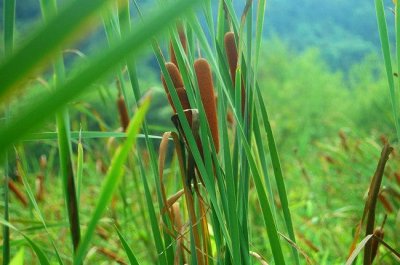 ​东方香蒲=水蜡烛可以止血、祛瘀